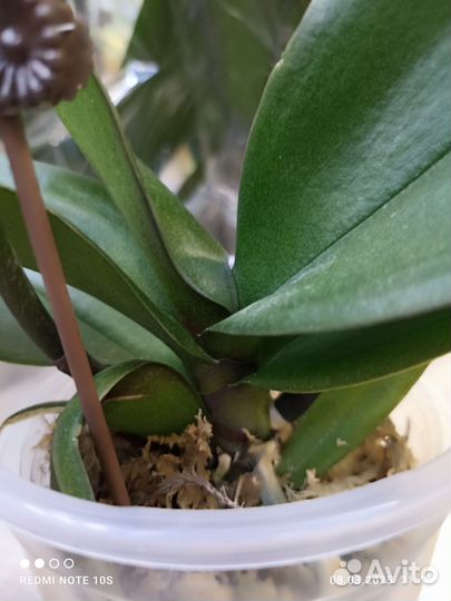 Орхидея фаленопсис