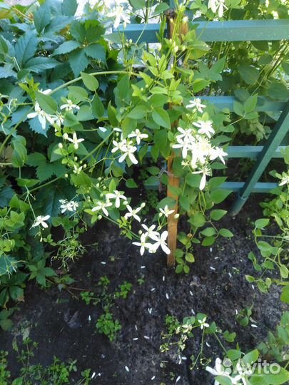 Клематис цветущий