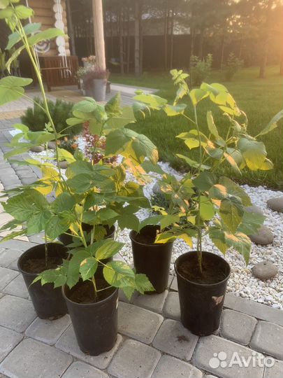 Ремонтантная малина саженцы