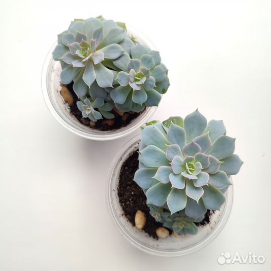 Комнатные растения, эхеверия