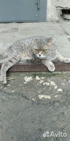 Шотландская вислоухая кошка