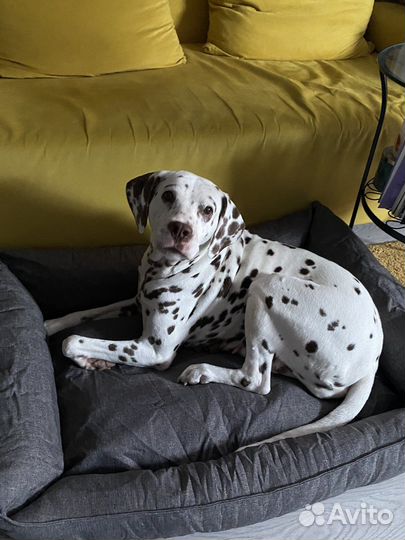 Далматин для фотосессии