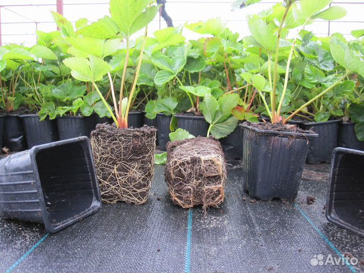 Рассада клубники