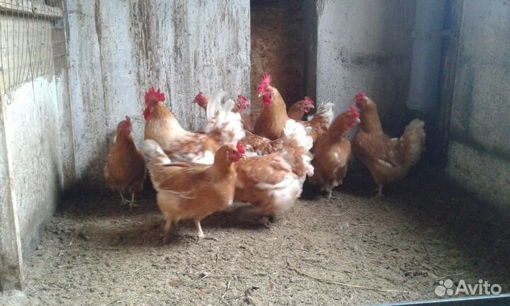 Павлинята, куры, петухи джерсийские гигант, цыплят