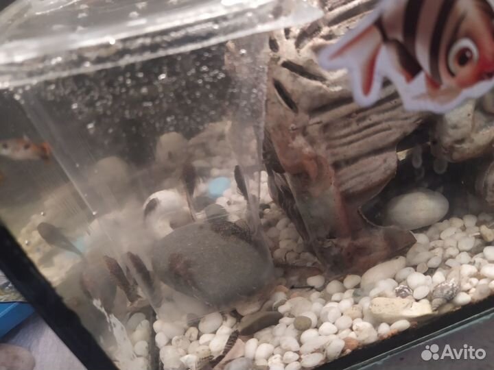 Сомики мальки