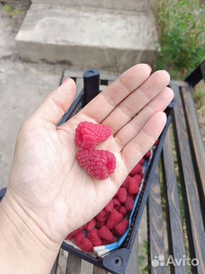 Саженцы Летняя малина Пшехиба