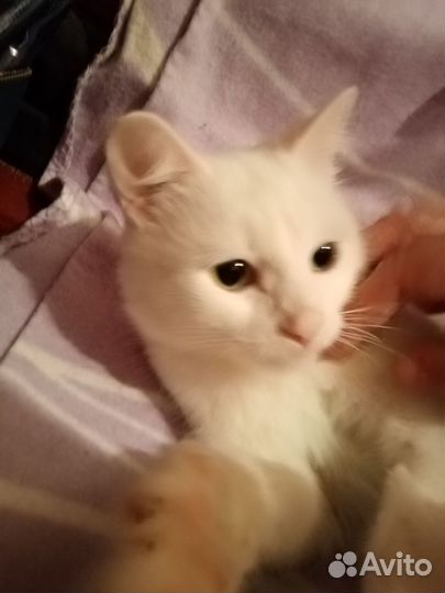 Милая кошечка ищет дом