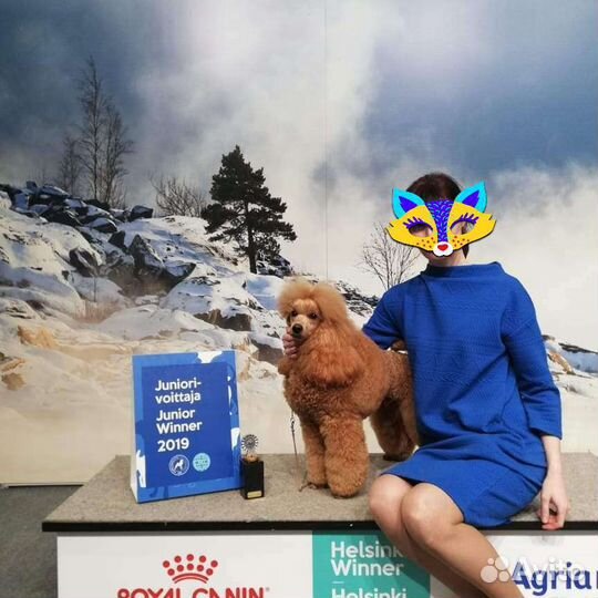 Пудель средний/малый, кобель, вязка