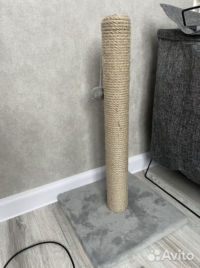 Кошка британская