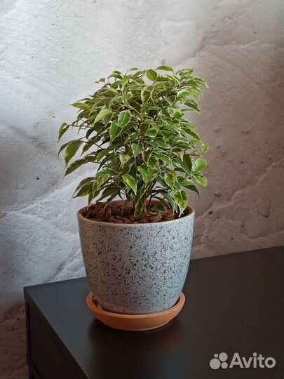 Фикус Бенджамина Кинки в керамическом горшке