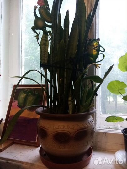 Сансевиерия