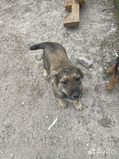 Собаки щенки бесплатно в дрбрые и любящие руки