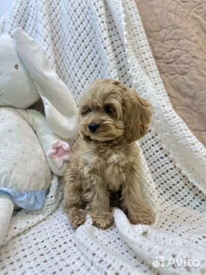 Кокапу девочка