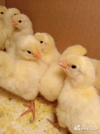 Цыплята суточные кучинские, брессгальские