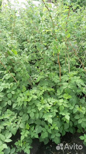 Малина саженцы