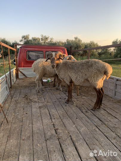 Овцы, ягнята