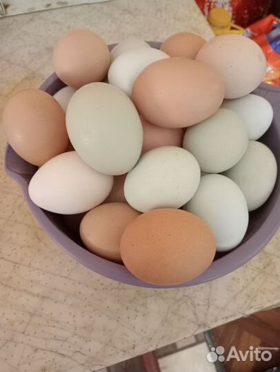 Домашние куриные яйца