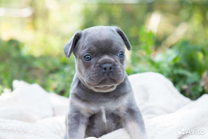 Французский бульдог мальчик