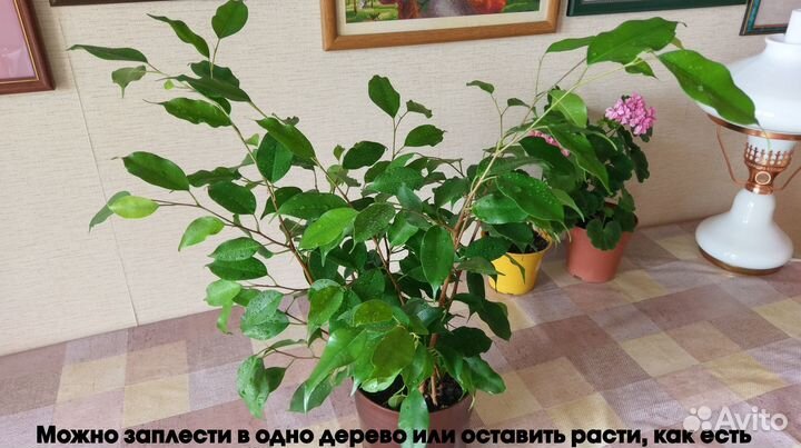 Фикусы Бенджамина