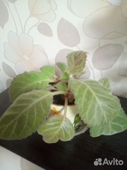 Фиалки Букет невесты, Глоксиния