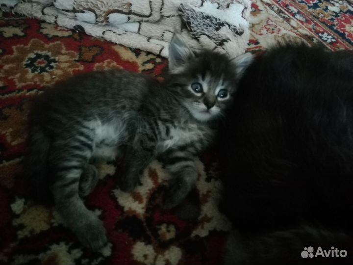 Котята отдам в добрые руки бесплатно