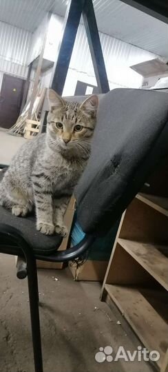 Отдам в добрые руки мальчик котенок