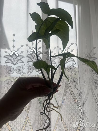 Продам цветы комнатные