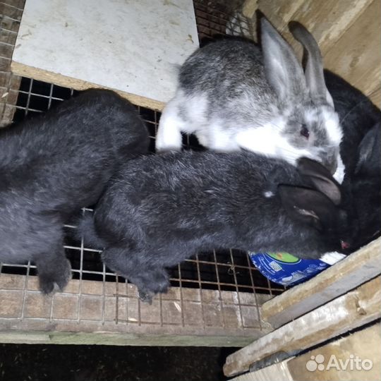 Кролики мясных пород