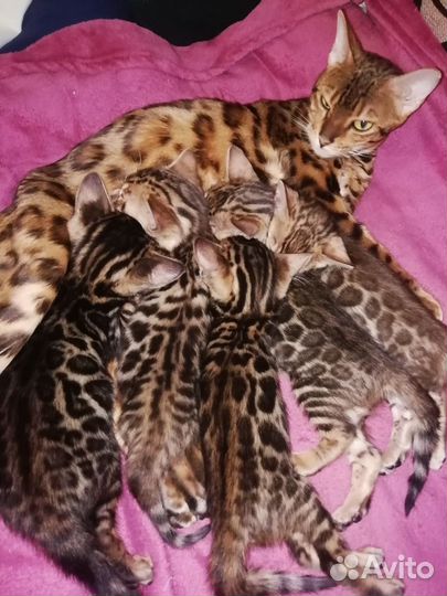 Бенгальская