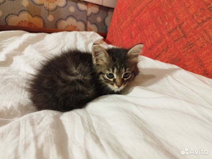 Активная киса