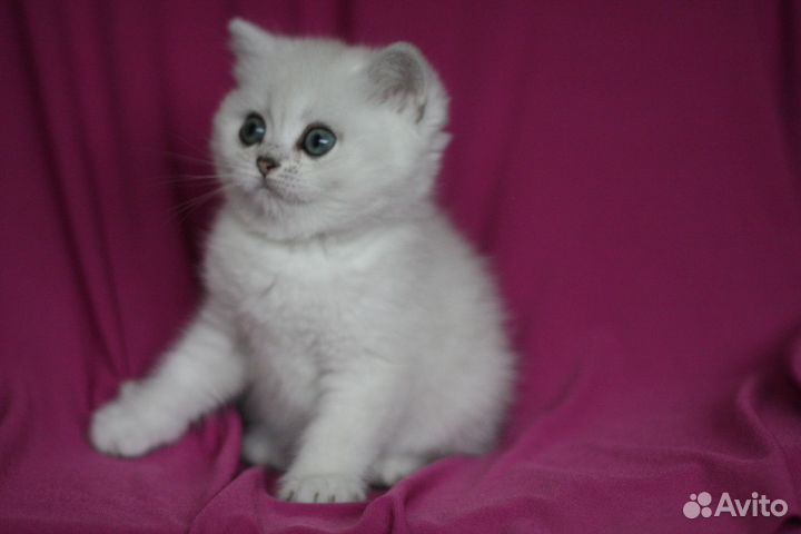 Британские серебристые шиншиллы