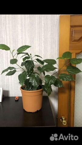 Гибискус китайская роза