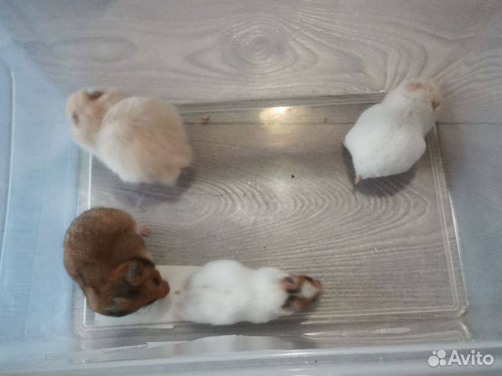 Сирийский хомяк