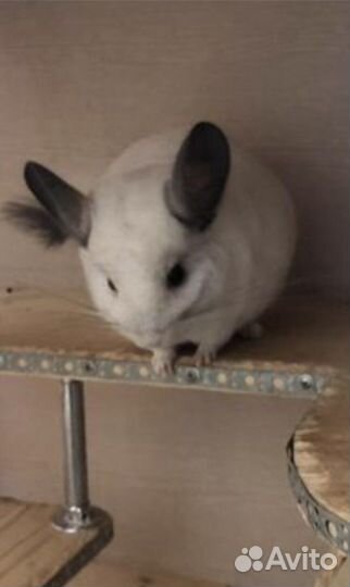 Альбинос белый вильсон шиншилла