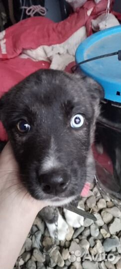 Отдам в добрые руки