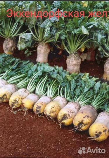 Семена кормовой свеклы