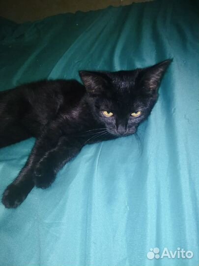 Котенок-подросток ищет дом