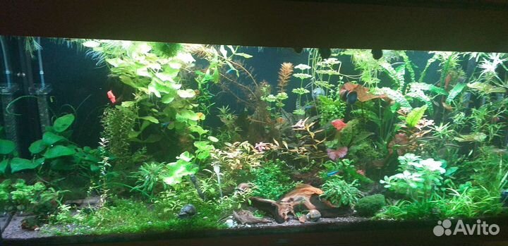 10 разных аквариумных растений за шоколадку