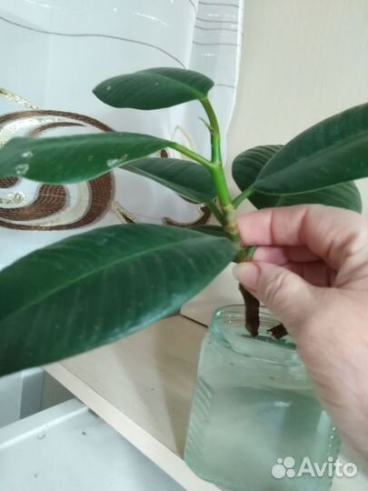 Фикус каучуконосный