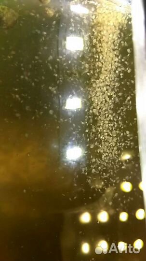 Дафния Моина