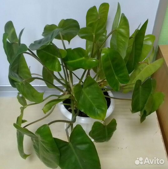 Филодендрон