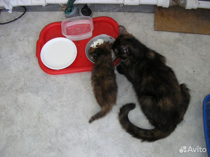 Подарю чудо котят