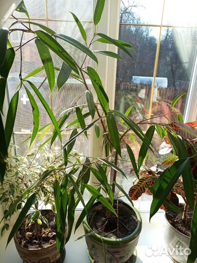 Фикус али (Биннендийка)