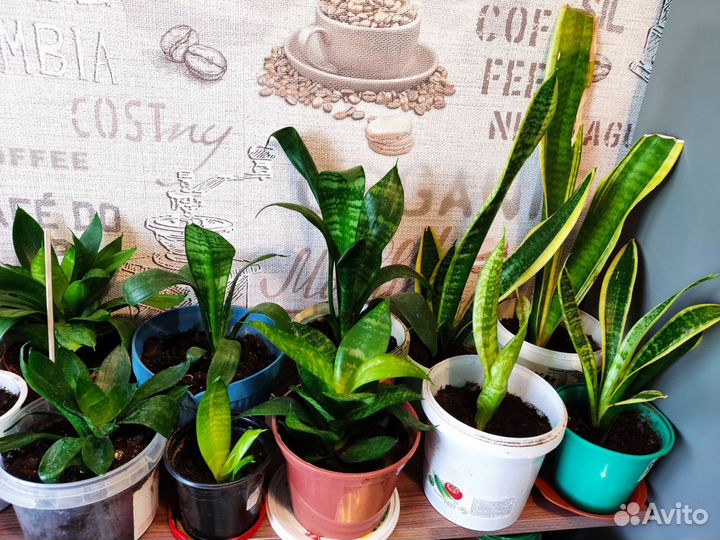 Сансевиерия