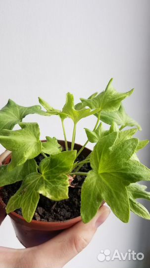 Пеларгония махровая