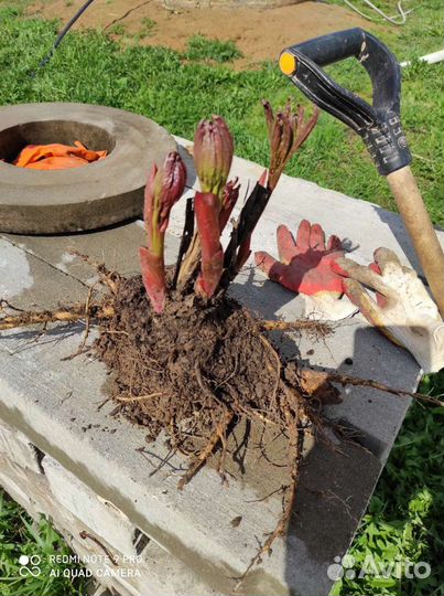Пион Лавендер букет