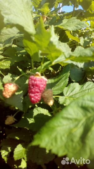 Малину ремонтантную