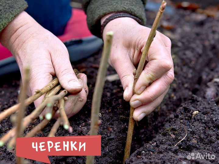 Черенки смородины