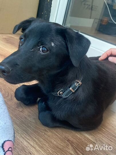 Щенок 5 месяцев