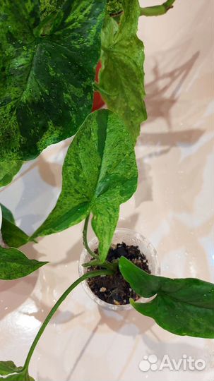 Сингониум моттлед